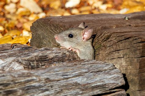 mice under gas fireplace